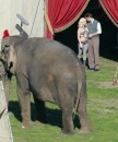Water for elephants: foto dal set, gennaio