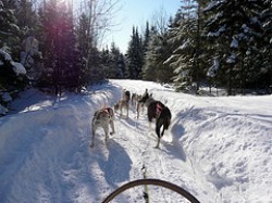 "Iditarod Trail Sled Dog Race"