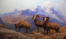 American Museum of Natural History - Big Horn Sheep