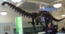 Barosaurus lentus fossil