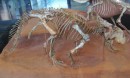 Protoceratops andrewsi(first horned-face) fossil