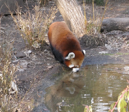 Panda rosso al Prospect Park Zoo
