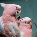 Pappagalli rosa al Prospect Park Zoo