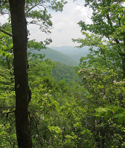 Foresta nel Great Smoky Mountains