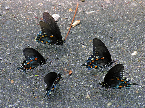 Farfalle nel parco