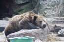 Bronx Zoo orso che dorme