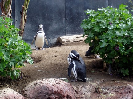 Sea World - Pinguini