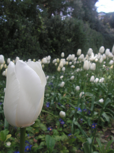 Golden Gate Park - Tulipani nei giardini