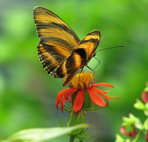 Immagine di una farfalla nella California Academy of Sciences