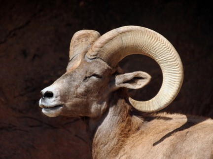 Fauna nel Desert Bighorn Sheep