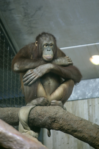 Bornean Orangutan - Topeka Zoo