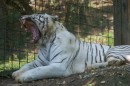 Tigre bianca
