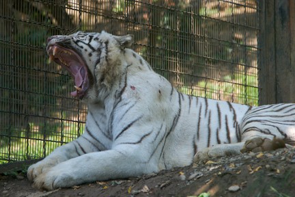 tigre bianca simbolo del parco